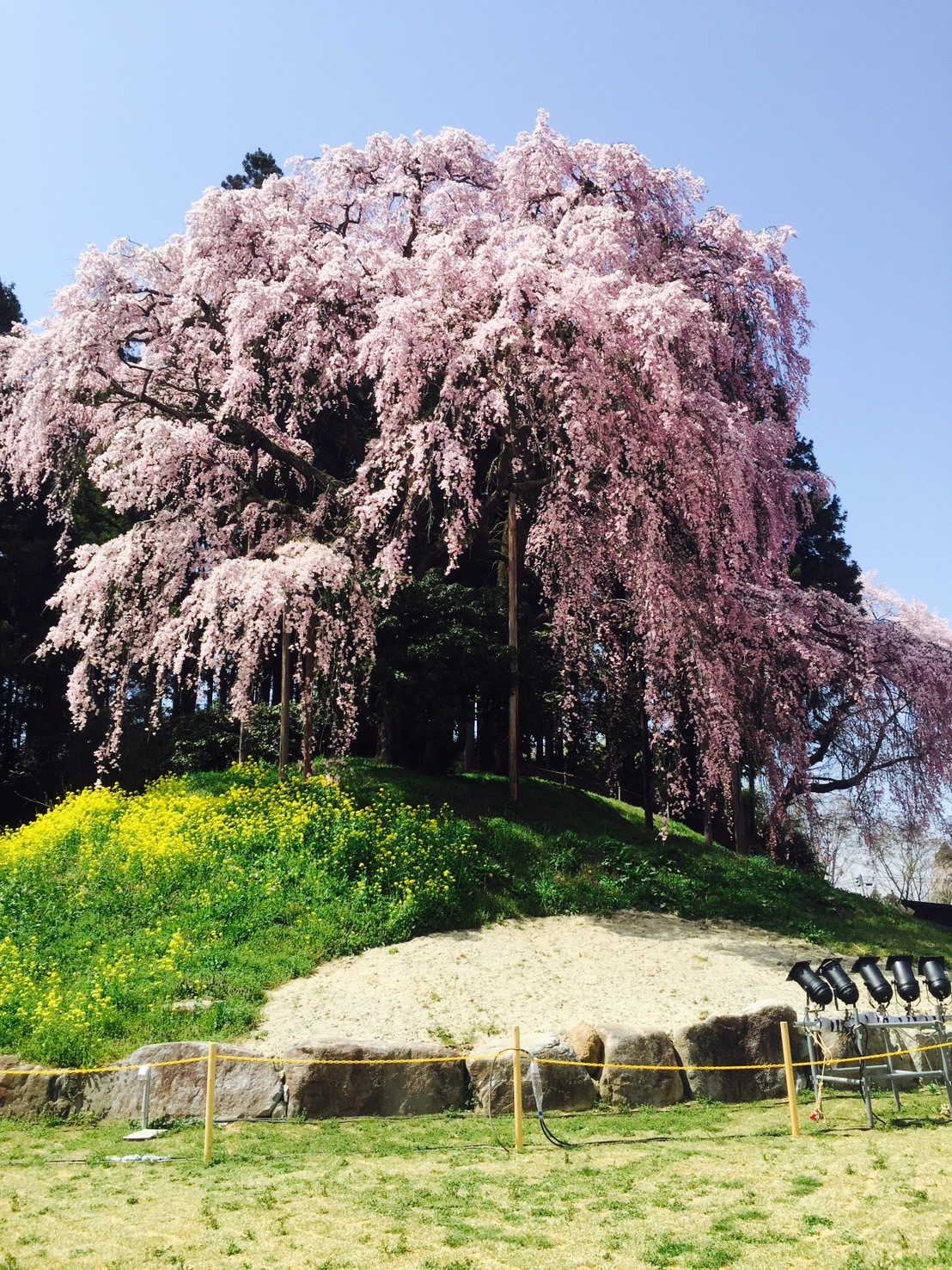合戦場のしだれ桜