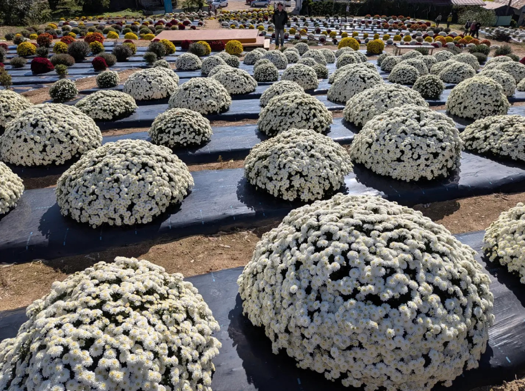 本宮市ざる菊の丘