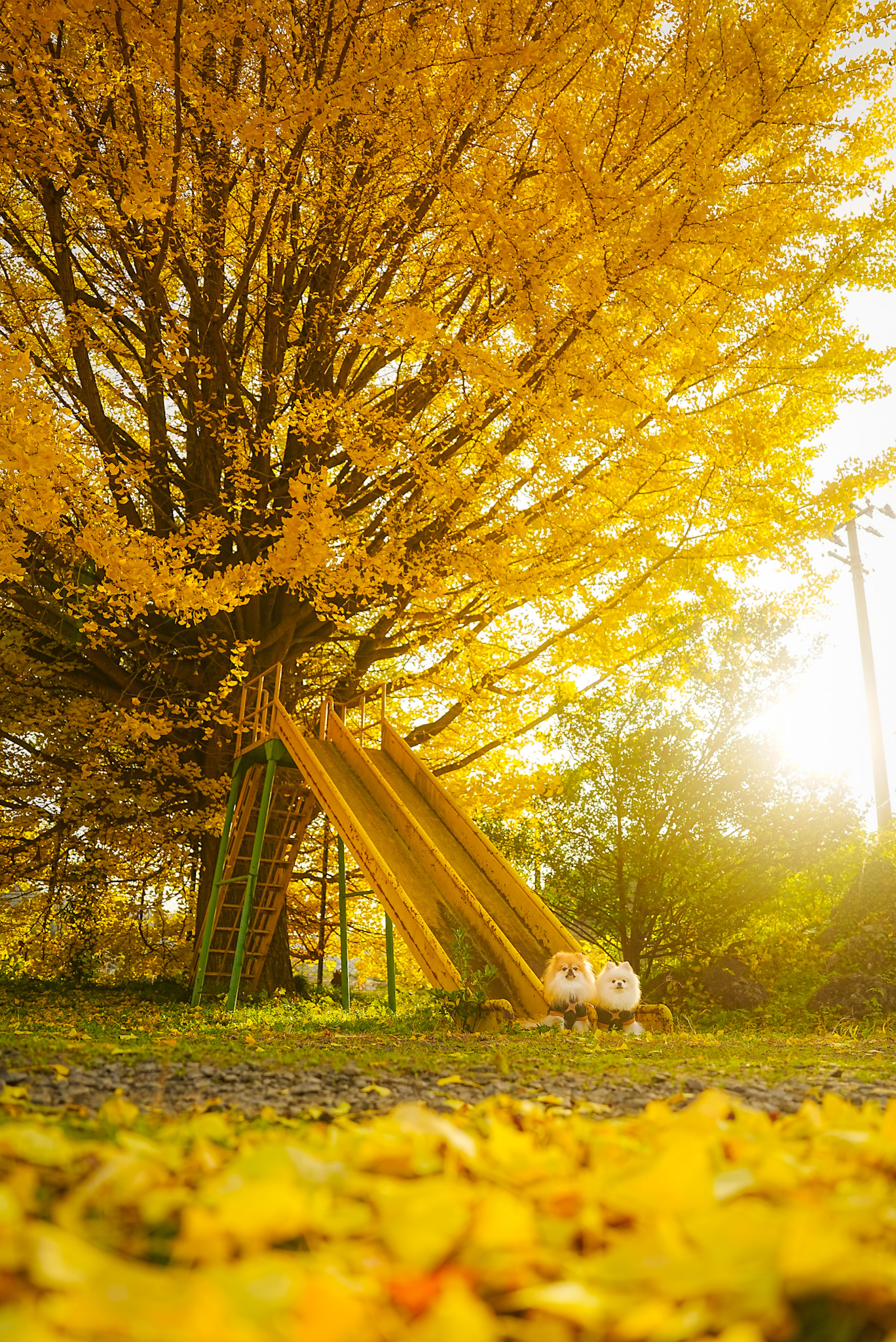 下小国の大銀杏