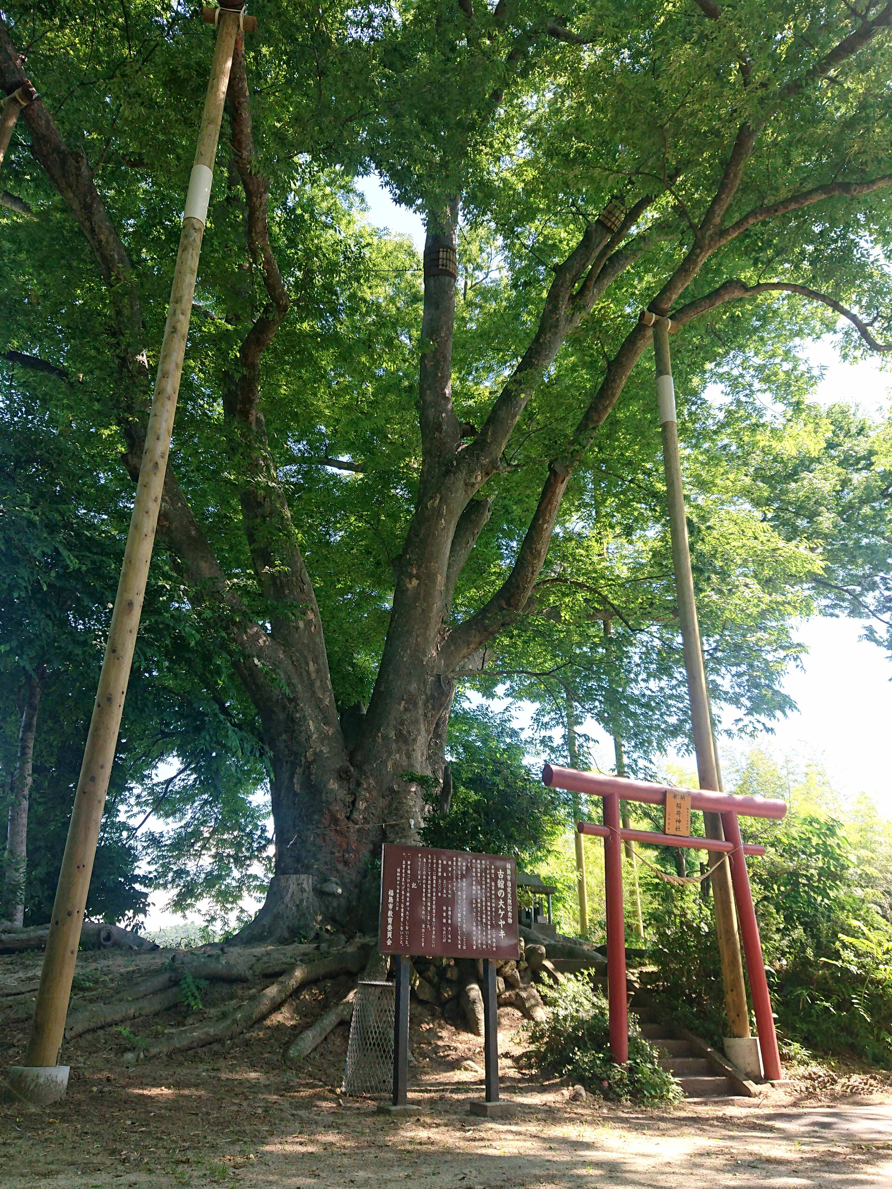 古舘の大ケヤキ