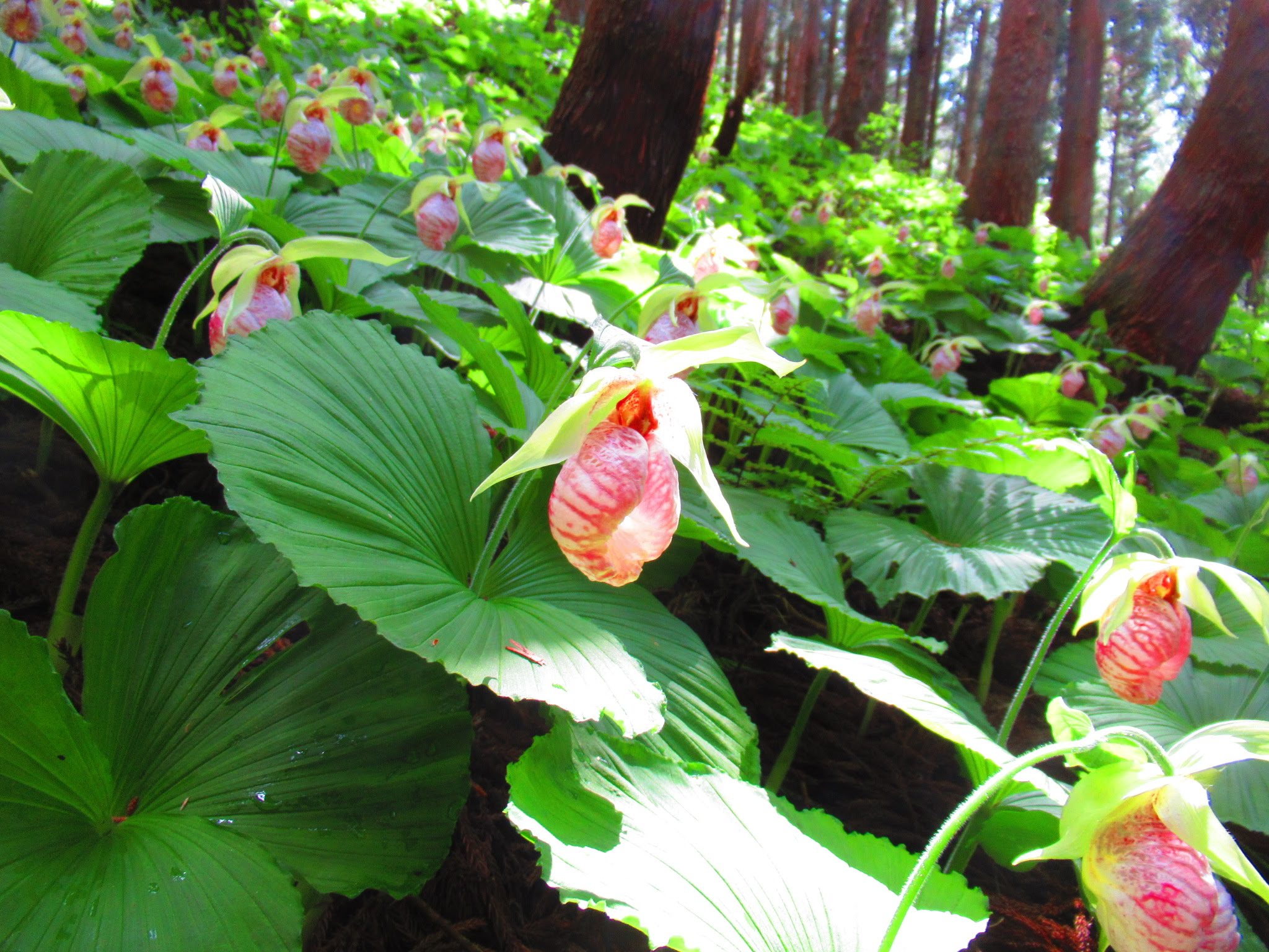 水原クマガイソウの里
