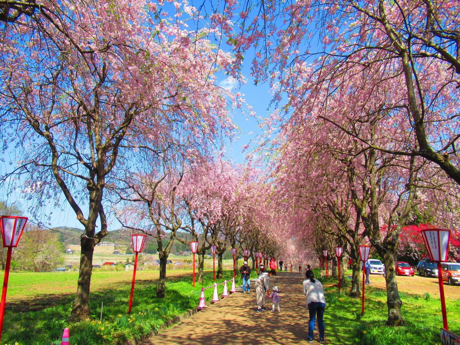 No.98 右輪台山のしだれ桜