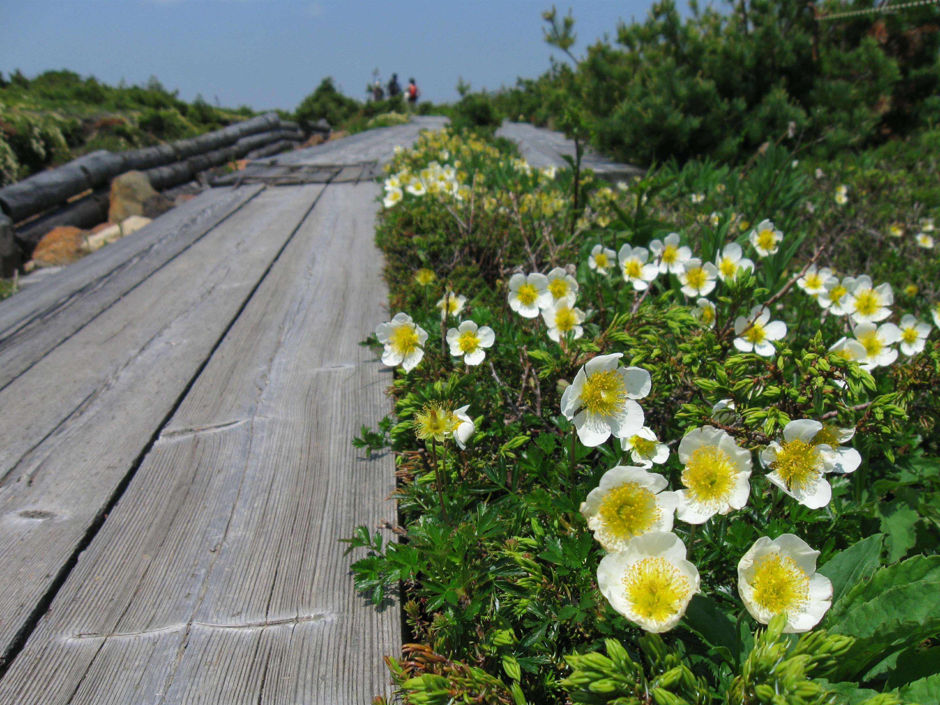 姥ヶ原(吾妻連峰)