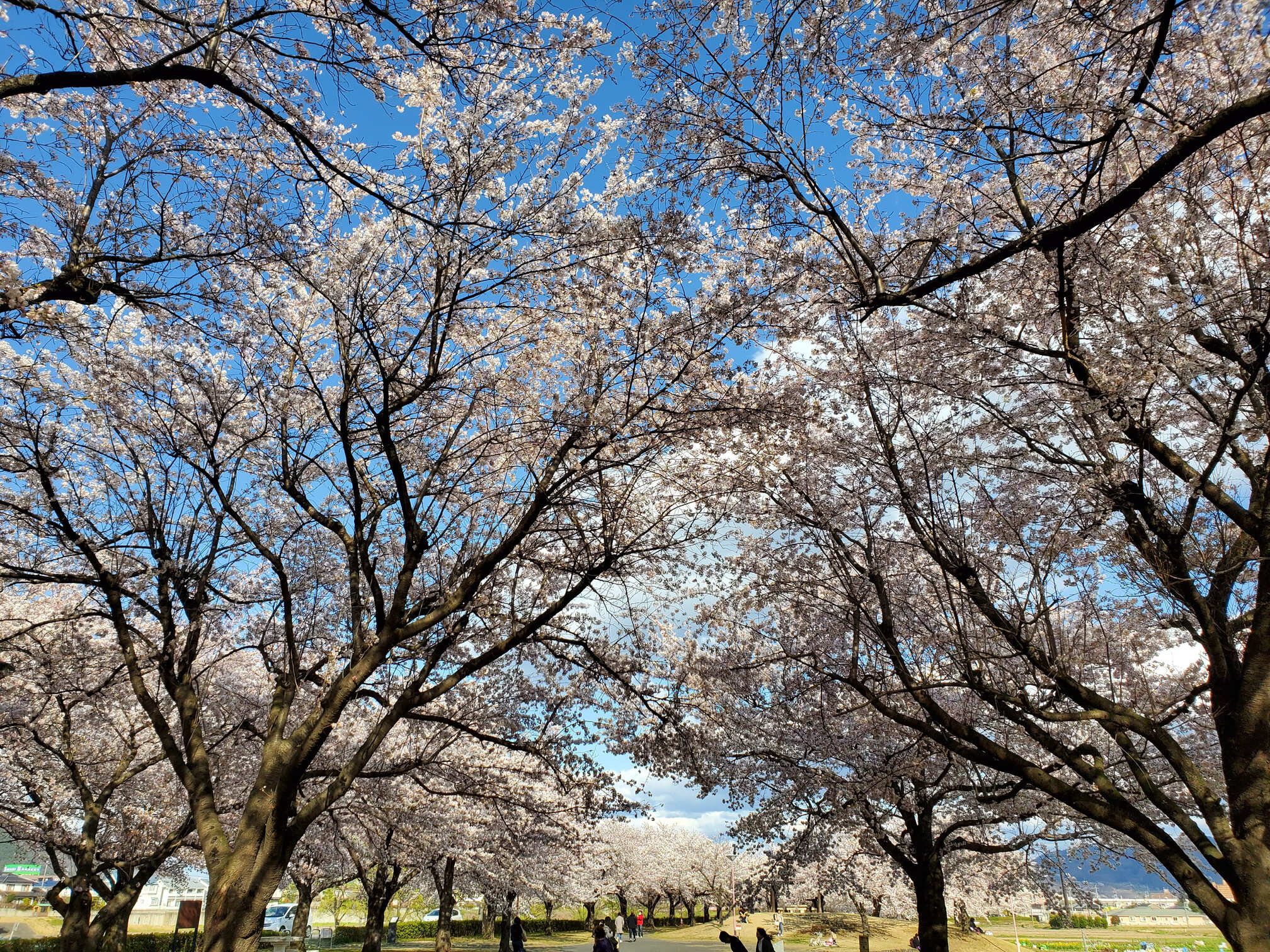 荒川桜づつみ公園