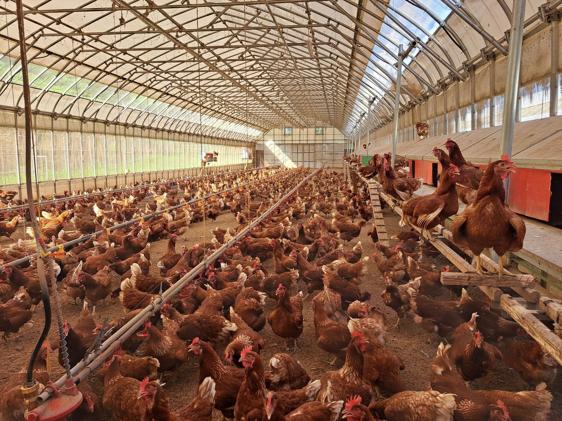 レパコエッグファーム