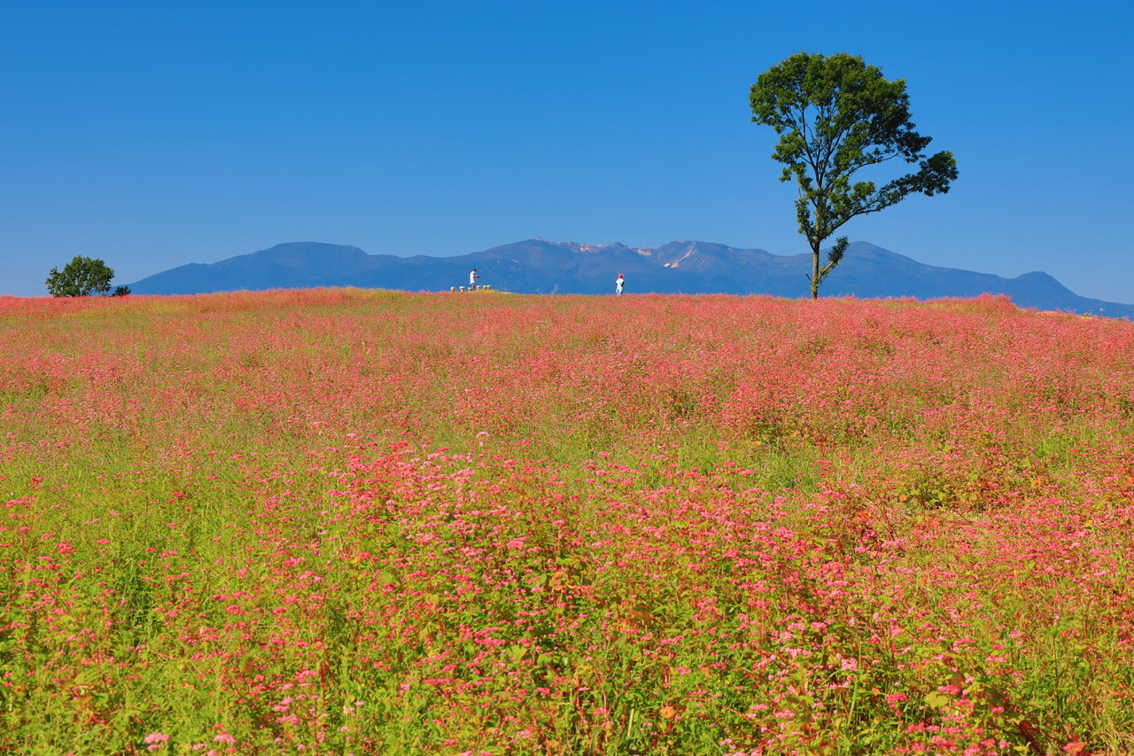 東北(とうぎた)の赤そば畑