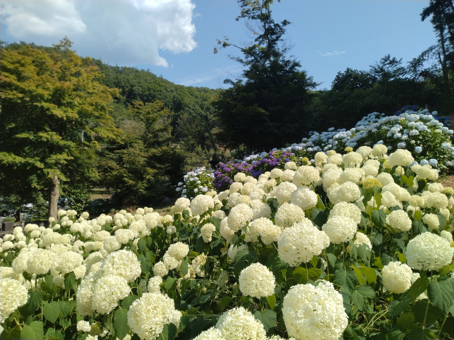 No.136 位作山 陽林寺