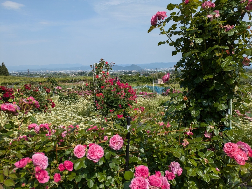 キューブガーデン