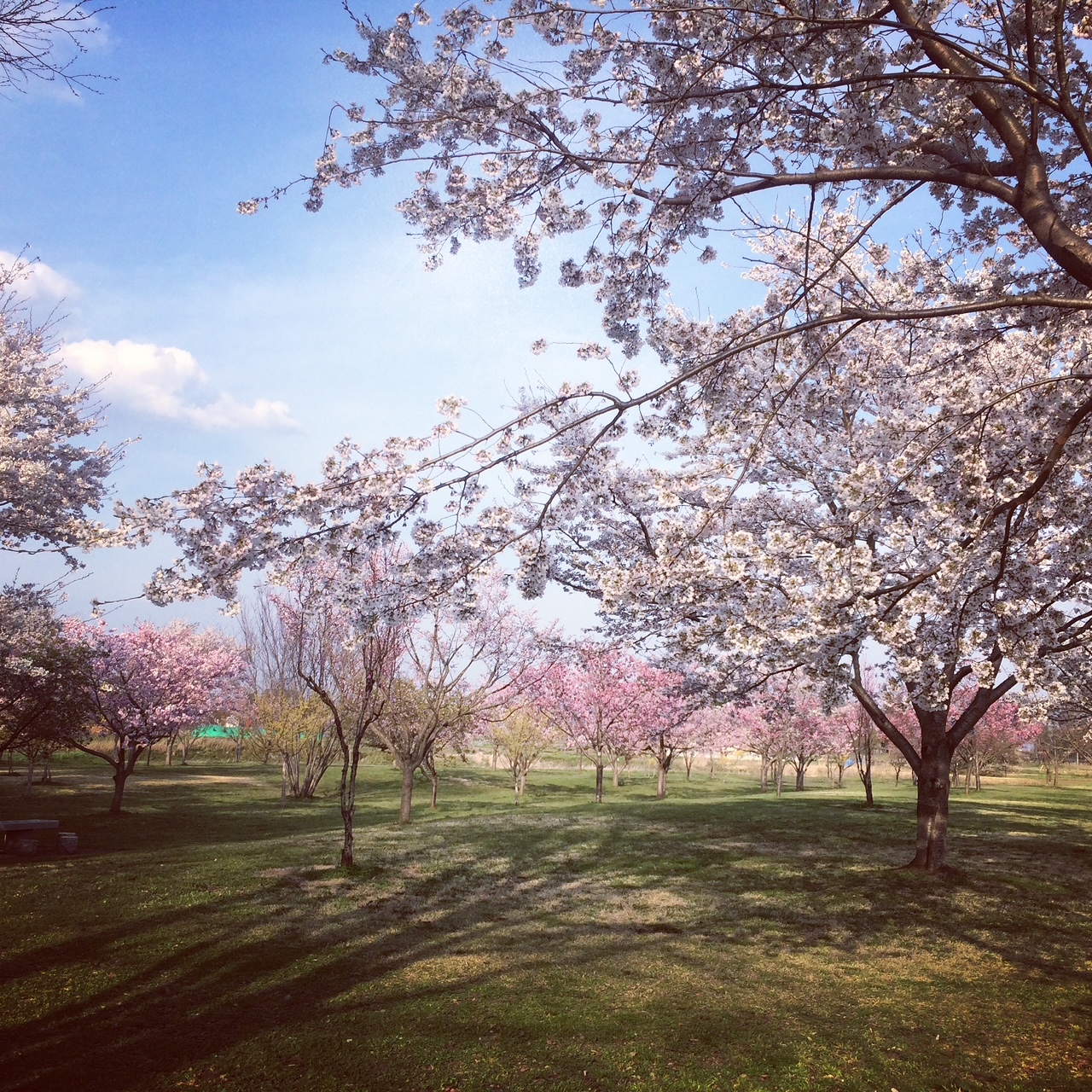 天戸川桜の里公園