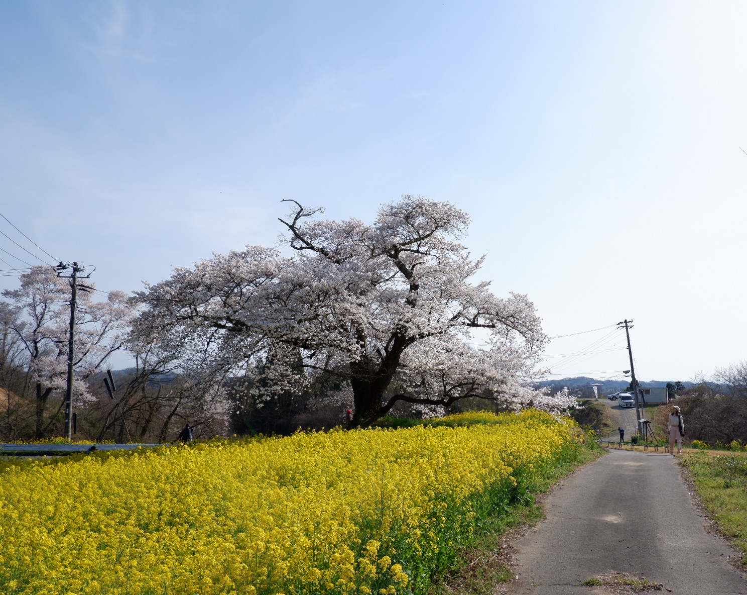 日向の人待地蔵桜